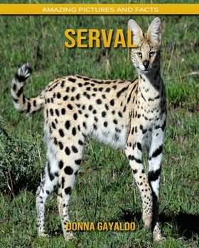 Serval: Amazing Pictures and Facts