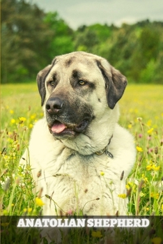 Paperback Anatolian Shepherd: Complete breed guide Book