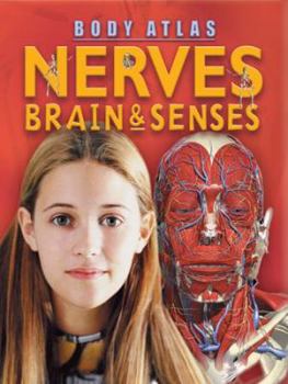 Brain, Nerves, and Senses (Understanding the Human Body) - Book  of the Understanding The Human Body