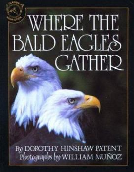 Paperback Where the Bald Eagles Gather Book