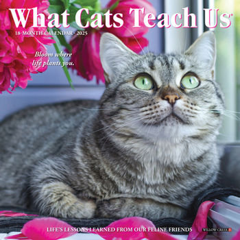 Calendar What Cats Teach Us 2025 7 X 7 Mini Wall Calendar Book