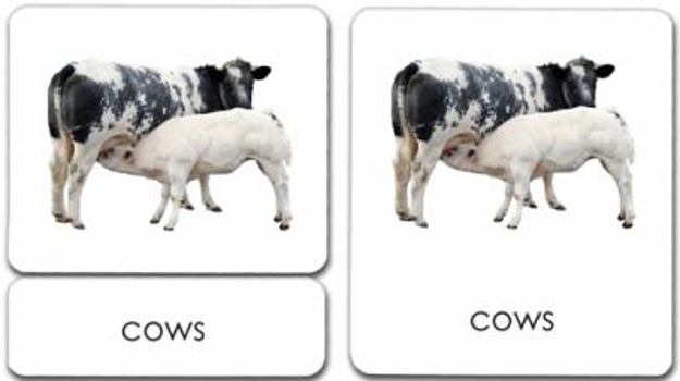 Cards Mammals 3-Part Reading Cards Book