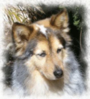 Paperback The First Man Standing: Running With Wolves Book