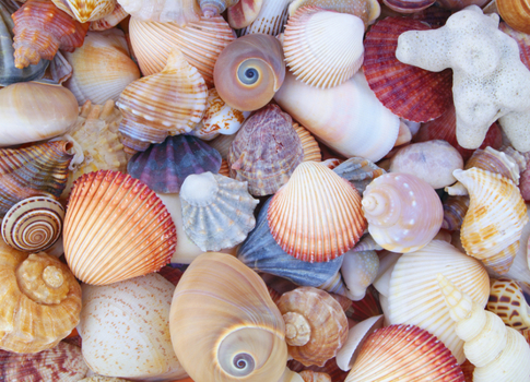 Misc. All the Shells 1000-Piece Jigsaw Puzzle Book