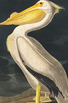 Journal: White Pelican by John James Audubon