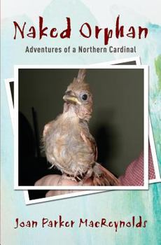 Paperback Naked Orphan: Adventures of a Northern Cardinal Book