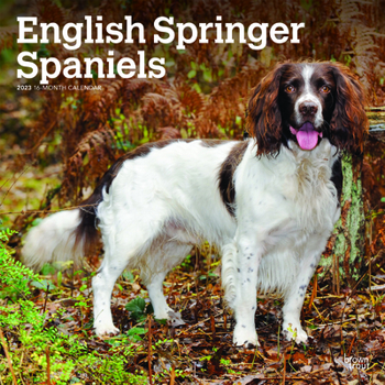 Calendar English Springer Spaniels 2023 Square Book