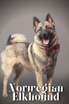 Norwegian Elkhound: Dog breed overview and guide