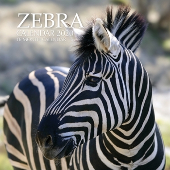 Zebra Calendar 2020: 16 Month Calendar