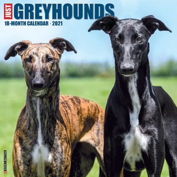 Calendar Just Greyhounds 2021 Wall Calendar (Dog Breed Calendar) Book