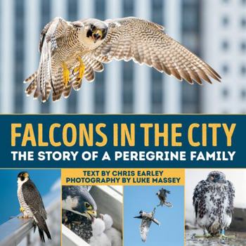 Hardcover Falcons in the City: The Story of a Peregine Family Book