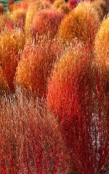 Paperback Notebook: Flower Kochia Park Plant Natural Tourism Book