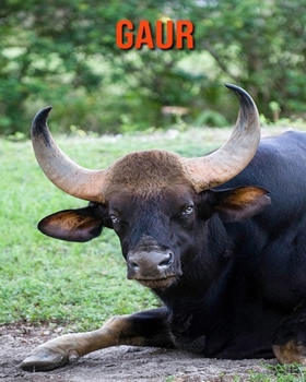 Gaur: Amazing Facts about Gaur