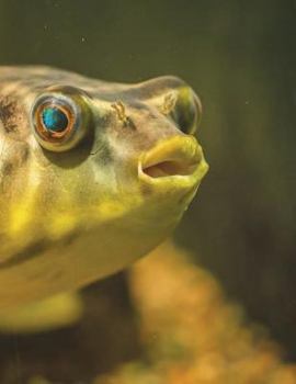 Paperback Fish Design Notebook Large Size 8.5 x 11 Ruled 150 Pages Book