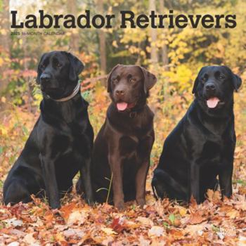 Calendar Labrador Retrievers 2025 12 X 24 Inch Monthly Square Wall Calendar Plastic-Free Book
