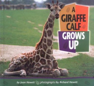 Hardcover A Giraffe Calf Grows Up Book