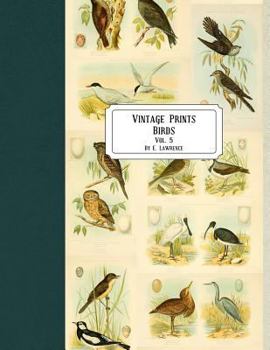 Paperback Vintage Prints: Birds: Vol. 5 Book