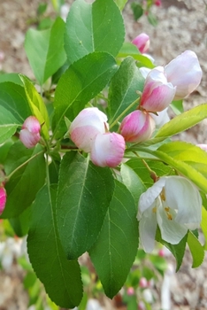 2020 Weekly Planner Spring Flower Buds Ready To Open 134 Pages: 2020 Planners Calendars Organizers Datebooks Appointment Books Agendas