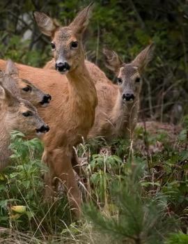 Paperback Deer Book