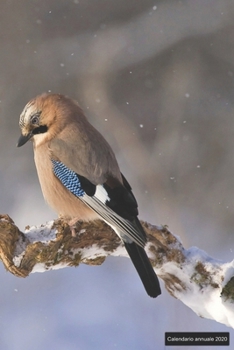 Paperback Calendario annuale 2020: &#9830; Manuale dell'organizzatore pratico per il 2020 &#9830; Anteprima di 12 mesi &#9830; 52 pianificatore settimana [Italian] Book