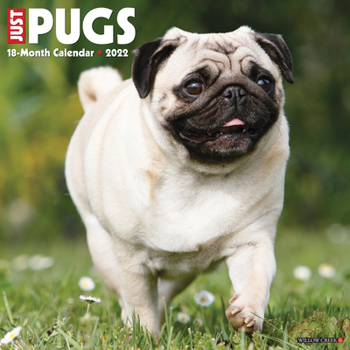Calendar Just Pugs 2022 Wall Calendar (Dog Breed) Book