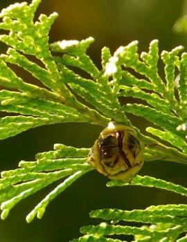 Paperback Plant Notebook Large Size 8.5 x 11 Ruled 150 Pages Softcover Book