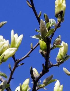 Paperback Magnolia Notebook Book