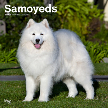 Calendar Samoyeds 2024 Square Book