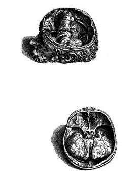 Anatomy Notebook: Olfactory Organs - Andreas Vesalius Anatomy Art College Ruled Notebook | 110 Pages (Andreas Vesalius White Cover)