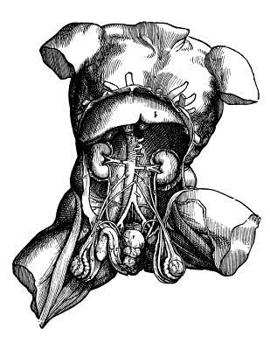 Anatomy Notebook: Male Torso - Andreas Vesalius Anatomy Art College Ruled Notebook | 110 Pages (Andreas Vesalius White Cover)