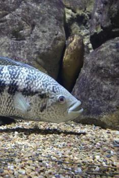 Paperback Freshwater Notebook Book