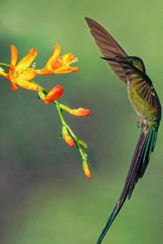 Hummingbird Notebook: Composition Notebook with College Ruled Line Paper