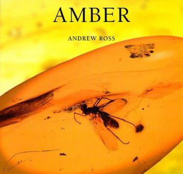 Paperback Amber Book