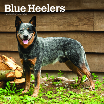 Calendar Blue Heelers 2023 Square Book