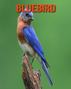 Bluebird: Super Fun Facts And Amazing Pictures