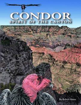 Hardcover Condor: Spirit of the Canyon Book