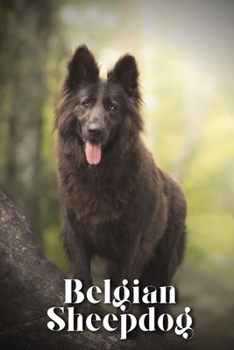 Paperback Belgian Sheepdog: Dog breed overview and guide Book