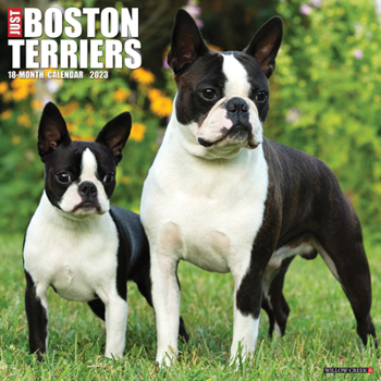 Calendar Just Boston Terriers 2023 Wall Calendar Book