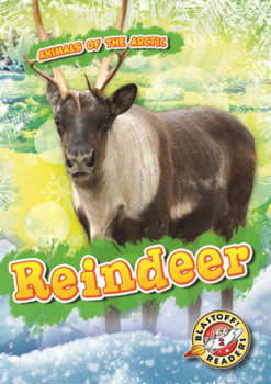 Reindeer