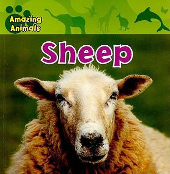 Sheep - Book  of the Amazing Animals