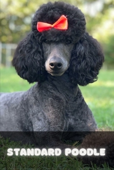 Standard Poodle: Complete breed guide