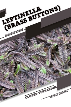 Leptinella (Brass Buttons): Closed terrarium, Beginner's Guide