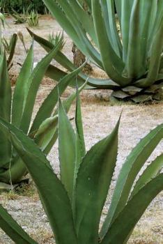 Paperback Maguey Plant at Los Cabos Mexico Journal: 150 page lined notebook/diary Book