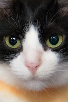 Paperback Journal: Black and White Cat Book