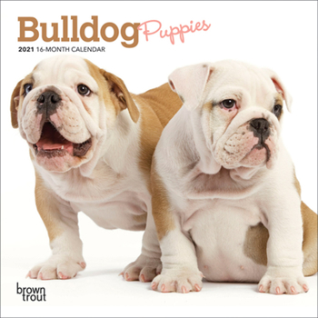 Calendar Bulldog Puppies 2021 Mini 7x7 Book