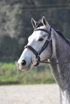 Portrait of a Gray Horse Journal : 150 Page Lined Notebook/Diary