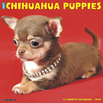 Calendar Just Chihuahua Puppies 2020 Wall Calendar (Dog Breed Calendar) Book