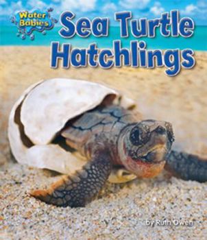 Library Binding Sea Turtle Hatchlings Book