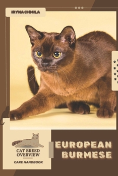 European Burmese: Cat breed overview, care handbook