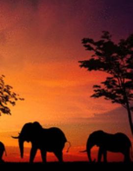 Planner: 2020 - 2021 Elephant Trunk Daily Planner | Safari Forest & Bush Wildlife Animal Africa Cover | January 20 - December 20 | Writing Notebook | ... | Plan Days, Set Goals & Get Stuff Done